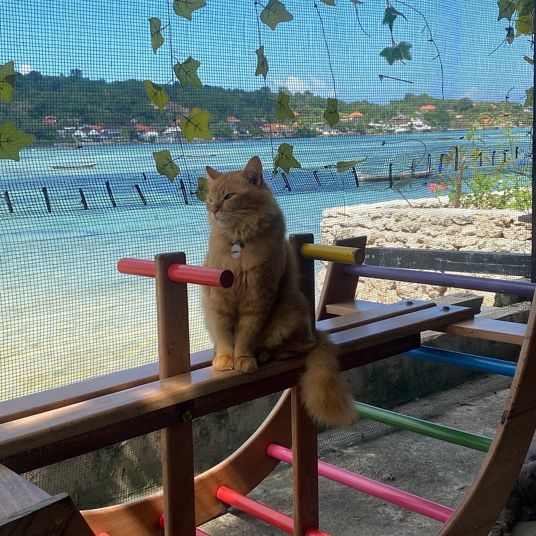Ginger cat sitting on a bench at Cat Island, Nusa Lembongan