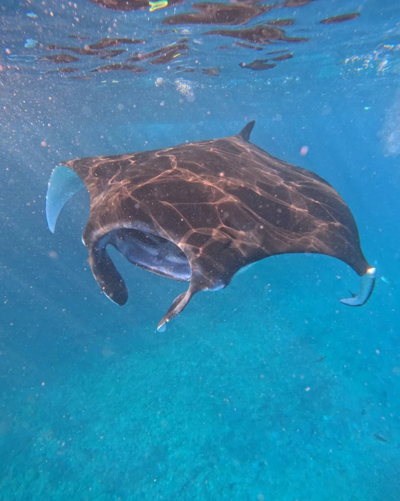 An underwater photograph of a manta ray swimming in clear blue ocean water, with sunlight filtering through the surface above in Manta Point, Nusa Penida.