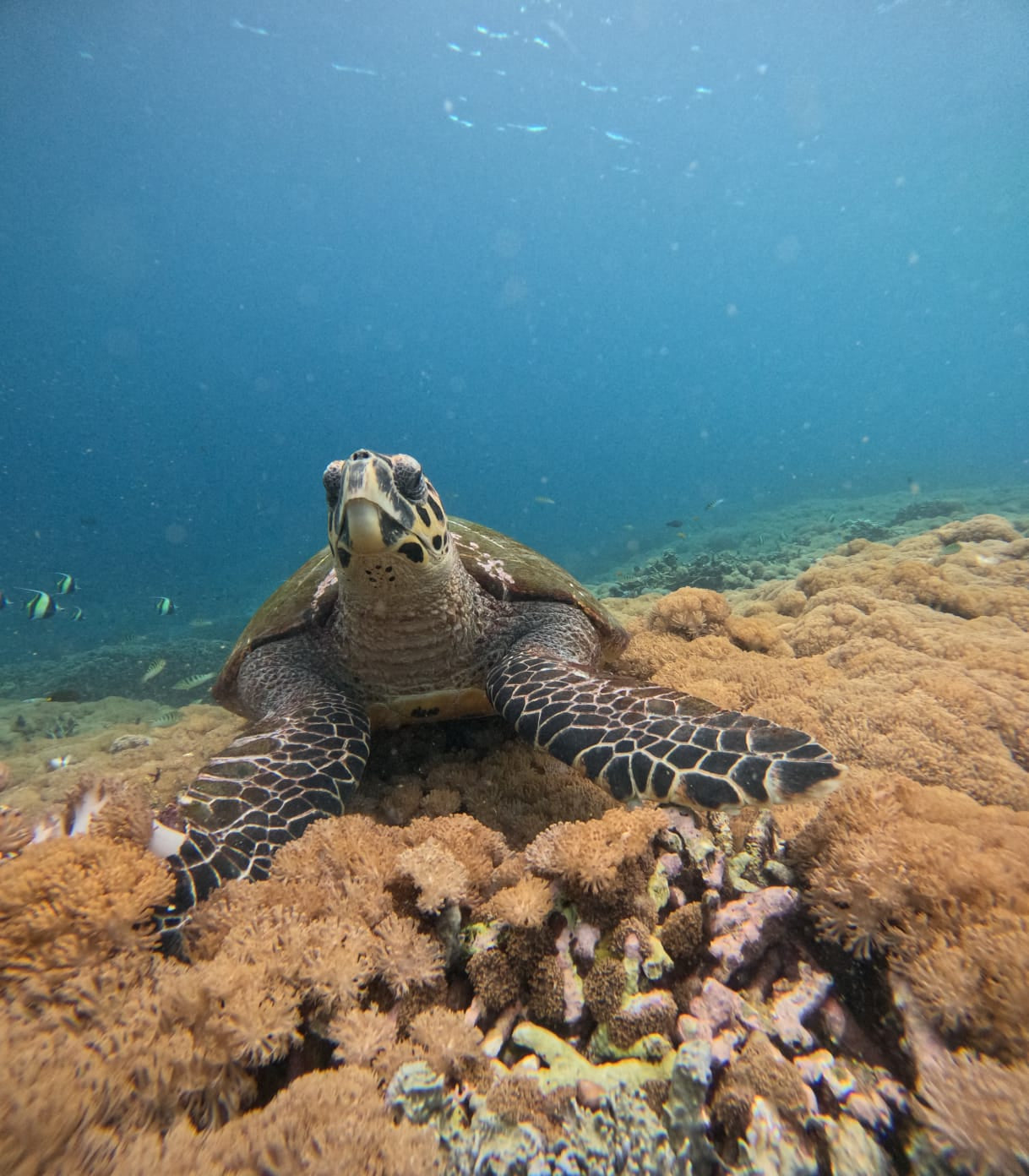 Turtle peeking out from behind coral in clear blue water